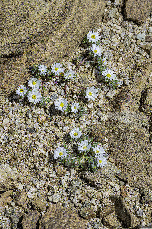 Monoptilon bellioides，沙漠之星，也被称为莫哈韦沙漠之星，发现于加州约书亚树国家公园